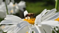 Tapeta Nature Flowers 679.jpg